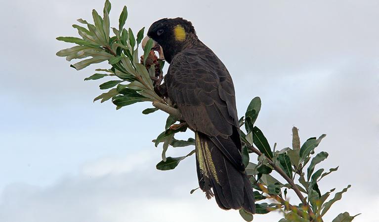 Black Cockatoo Cottages Yanakie Luaran gambar
